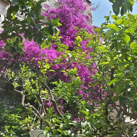 Hotel Triestina Noli